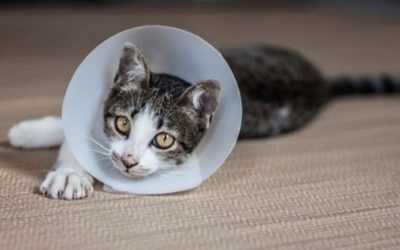 Maladies des chats : La leucose (FeLV)