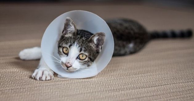 Maladies des chats : La leucose (FeLV)