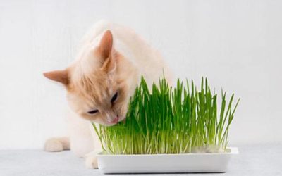 Tour d’horizon des « herbes à chat »