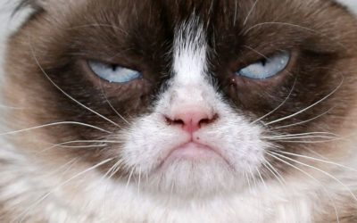 Chats célèbres : Grumpy Cat