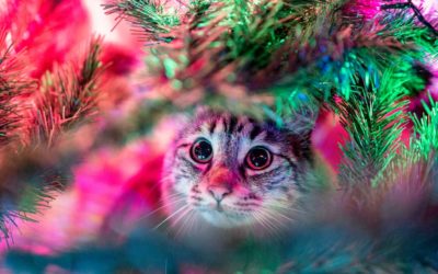 Les chats et les fêtes de fin d’année