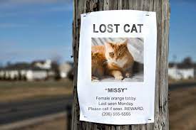 Help ! J’ai perdu mon chat !