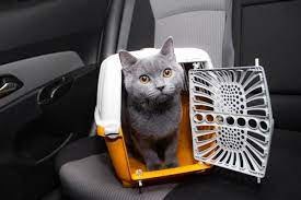 Sécurité : Installer la caisse de transport du chat dans un véhicule